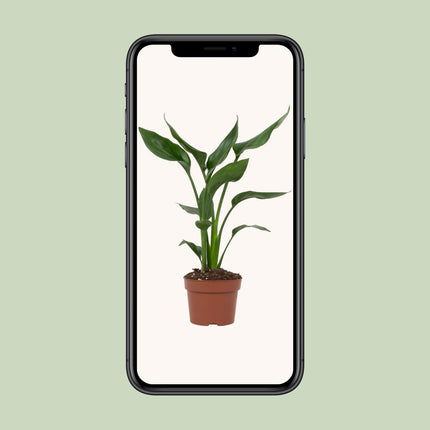 Strelitzia Reginae - ↕35cm - Ø12cm