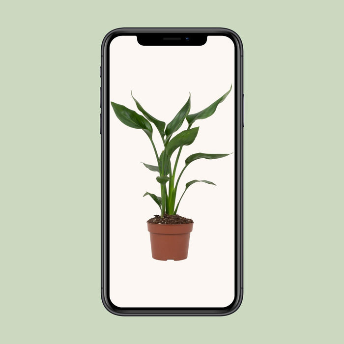 Strelitzia Reginae - ↕35cm - Ø12cm