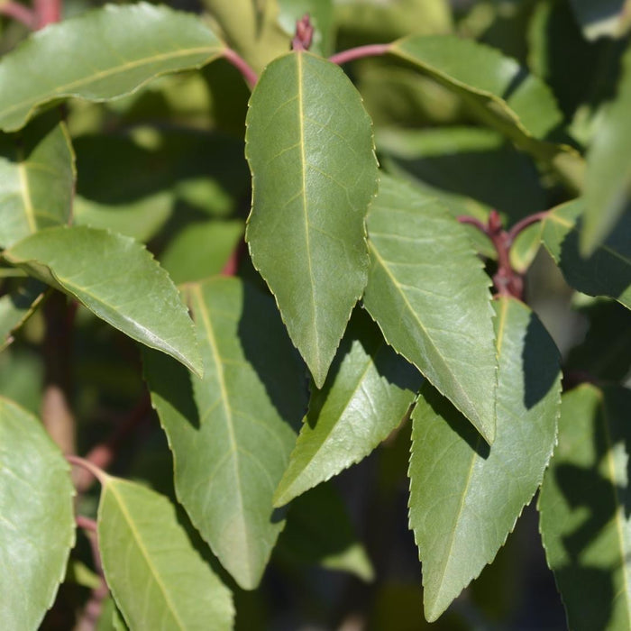 Portugese Laurierkers planten voor 10 strekkende meter haag - ↕80-100 cm in 12 liter pot - 25x