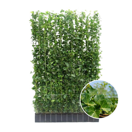 Hedera Hibernica - Ivy - Ready-made Hedge | ↔120cm - ↕150cm