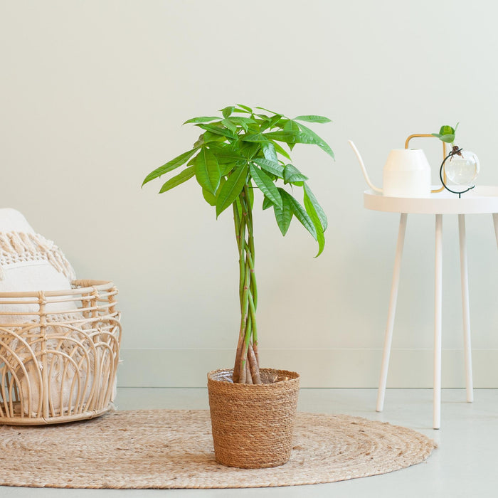 Pachira Aquatica - Geldboom - met Sofia mand naturel - ↕80cm - Ø21cm