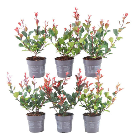 Seto de Photinia fraseri 'Little Red Robin' - 1 metro - Juego de 6 plantas resistentes para seto - Seto perenne