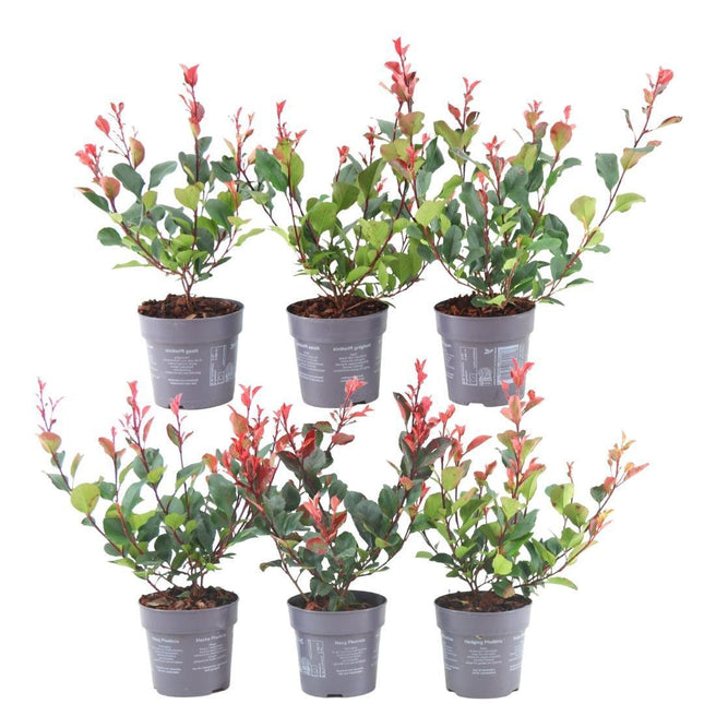 Glansmispel haag - Photinia fraseri 'Little Red Robin' - 1 meter - Set van 6 winterharde haagplanten - Groenblijvende haag