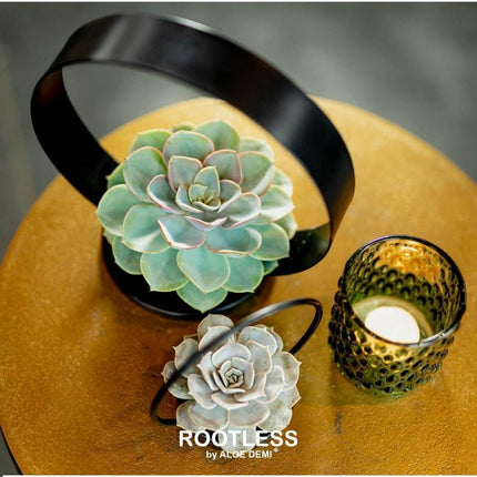 Plante succulente sans racines Echeveria Pulidonis sur support de table décoratif - ↕20cm - Ø20cm