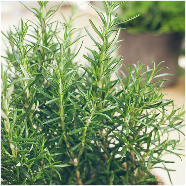 Rosmarinus Officinalis - ↕20cm - Ø7cm - Lot de 12 x 6 - 72x 