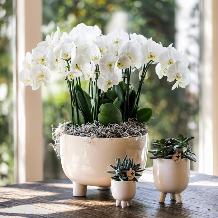 Witte plantenset in Gummy dish incl. waterreservoir | drie witte orchideeën | Mono Bouquet wit met zelfvoorzienend waterreservoir
