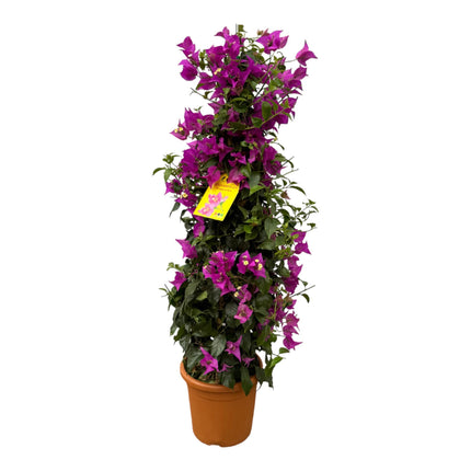 Bougainvillée pyramide - ↕100cm - Ø23cm