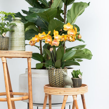 Phalaenopsis orchids - Las Vegas - 4x - Ø12cm - Flowering houseplant