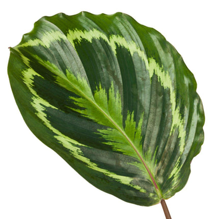 Calathea Medallion - ↕80cm - Ø24cm