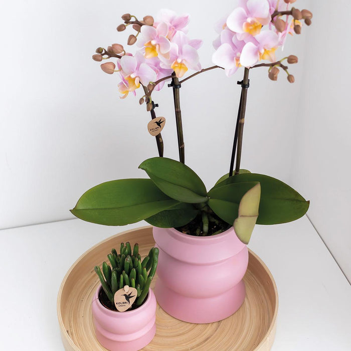 Roze phalaenopsis orchideeën - Andorra - 2x - Ø9cm - Bloeiende kamerplant