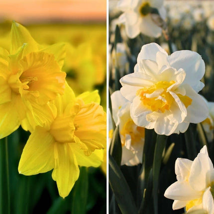 Flowerbulbs Amsterdam - Wild Beauty's - 20 flower bulbs - Size 12/14