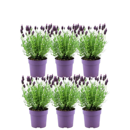 Lavandula stoechas Anouk® - Ø12cm - Lavanda francesa - 6x