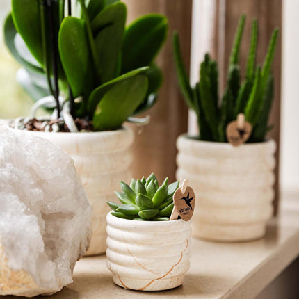 Kolibri Company | Set de plantas pequeñas Slow Living | Orquídea Phalaenopsis Lausanne blanca y suculenta, incluye macetas decorativas de cerámica sobre bandeja orgánica blanca.
