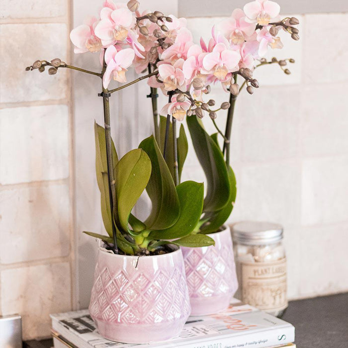 Roze phalaenopsis orchidee - Andorra - Ø9cm - Bloeiende kamerplant