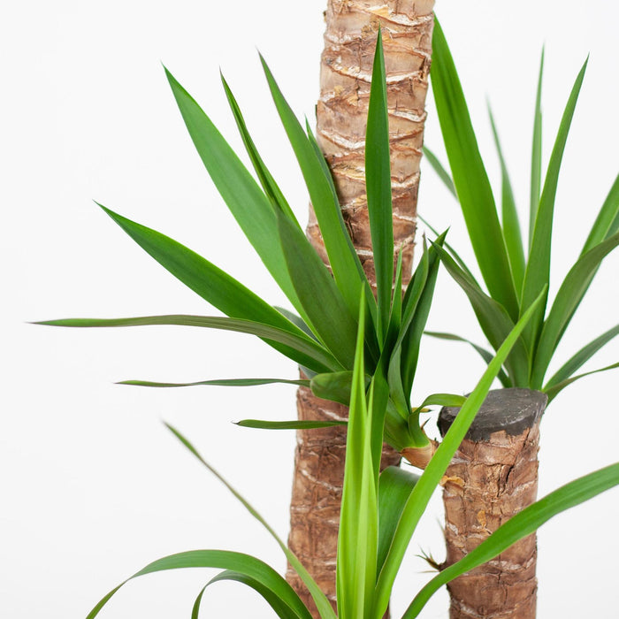 Yucca XL met mand Torun - ↕125cm - Ø24cm