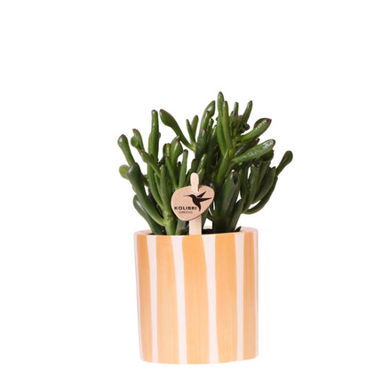 Crassula Hobbit - Pianta succulenta - con vaso Painted Stripe arancione - Ø9cm