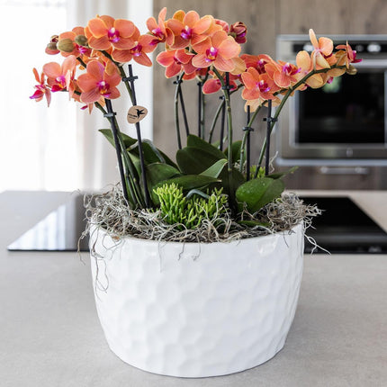 Orange plantesæt i honningskål inkl. vandreservoir - Tre orange Bolzano-orkideer 9 cm og tre grønne Rhipsalis-planter | Junglebuket orange med selvstændig vandreservoir