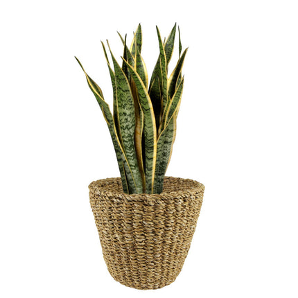 Panier à plantes - Brun clair - Jip naturel - L - L30 x H25