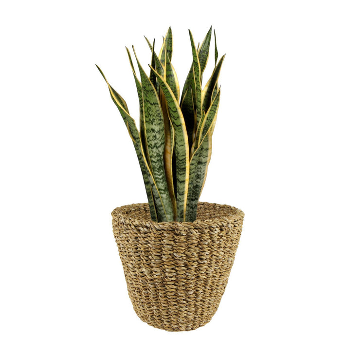 Plantenmand -  Lichtbruin - Jip naturel - L - W30xH25