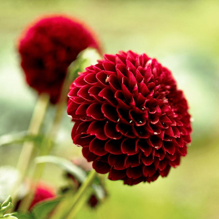 Dahlia Bollen | 24 dahlia natal knollen voor 4m², prachtige kogelronde bloemen