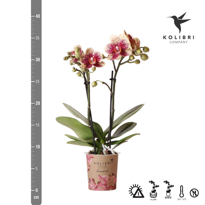 Geel rode phalaenopsis orchidee - Spain - Ø9cm - Bloeiende kamerplant
