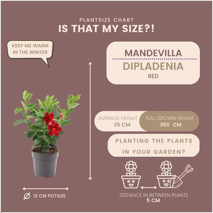 Dipladenia Red - Mandevilla Red - ↕25cm - Ø12cm - 6x