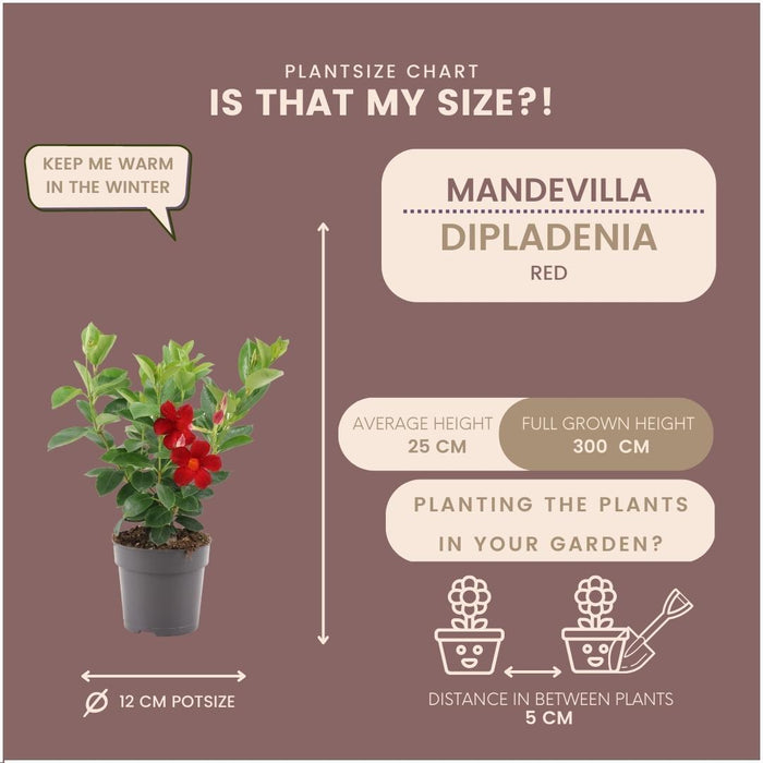 Dipladenia Red - Mandevilla Red - ↕25cm - Ø12cm - 6x