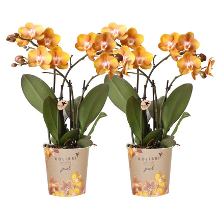 Oranje Phalaenopsis orchideeën - Las Vegas - 2x - Ø12cm - Bloeiende kamerplant
