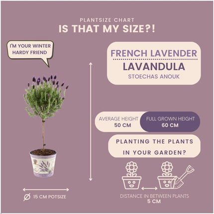 Lavandula stoechas Anouk® su stelo in vaso decorativo con stampa lavanda - Ø15cm - set di 2 Lavande francesi su stelo in vaso decorativo