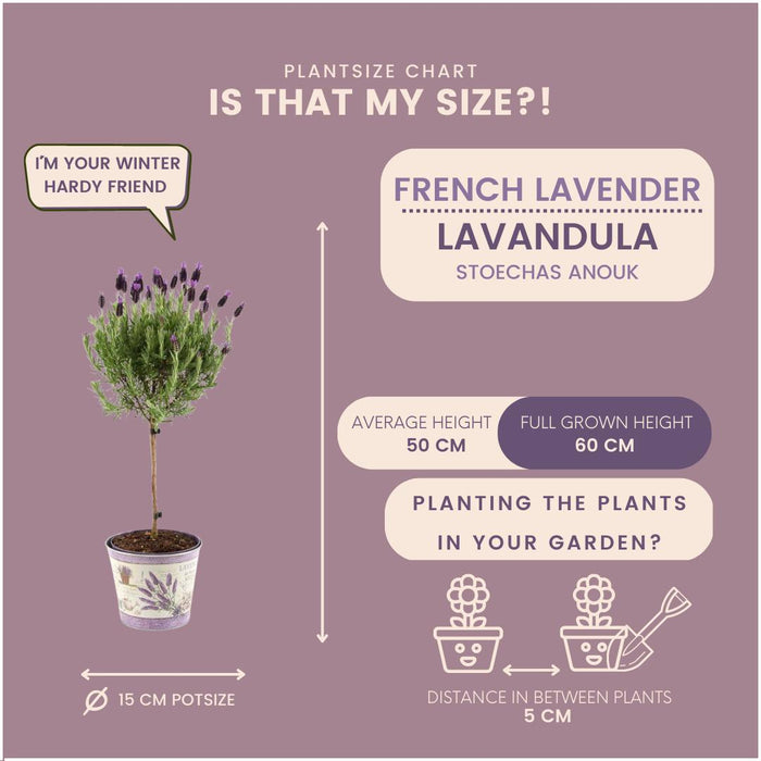 Lavandula stoechas Anouk® op stam in Lavendelprint sierpot - Ø15cm - set van 2 Franse Lavendels op stam in sierpot