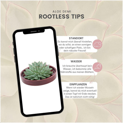 Echeveria Pulidonis succulente sans racines en pot « rouge » - ↕5 cm - Ø20 cm