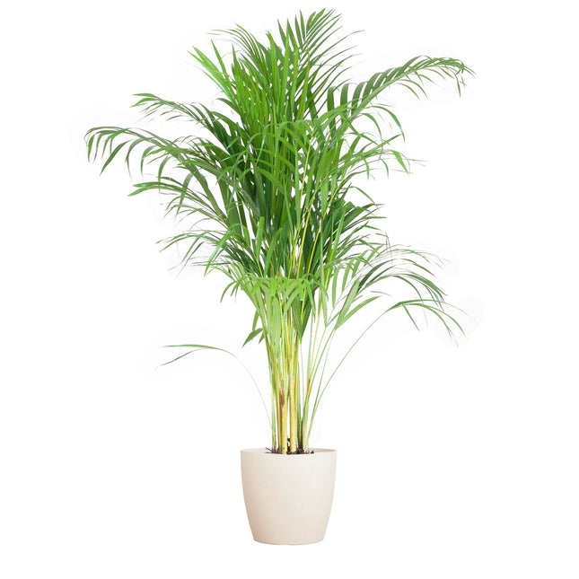 Areca Palm (Dypsis Lutescens) - Goudpalm - met Viber wit - ↕100cm - Ø21cm