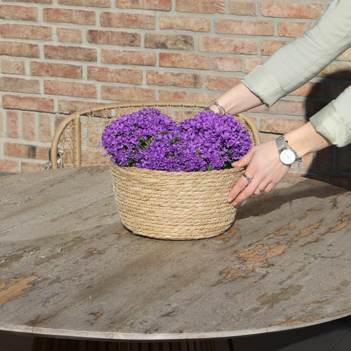 Campanula Addenda Ambella Intense purple - Rieten schaal met Campanula met watergeefsysteem - 3 stuks - Klokjesbloem paars  - Ø12cm - binnen & buiten