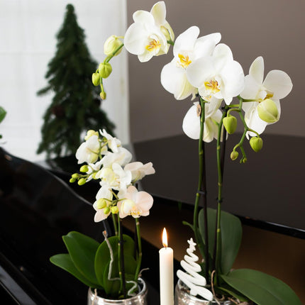 Kolibri Home | Luxury flower pot - Silver ceramic decorative pot - Ø6cm