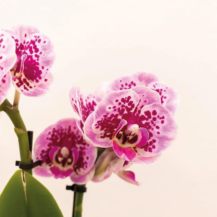 Roze paarse Phalaenopsis orchidee - El Salvador + Luxury gouden sierpot - Ø9cm - ↕35cm - Bloeiende kamerplant