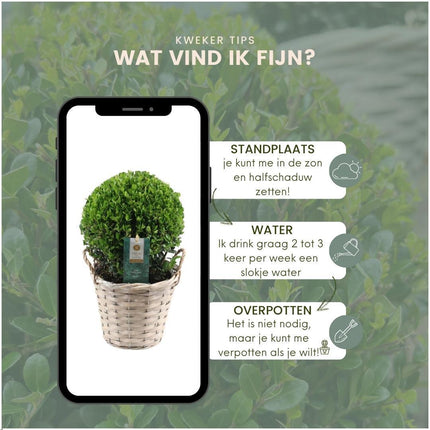 Ilex crenata 'Jenny' bulb in wicker basket - Ø20cm - 2x