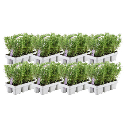 Rosmarinus Officinalis - ↕20cm - Ø7cm - 8x6 pack - 48x