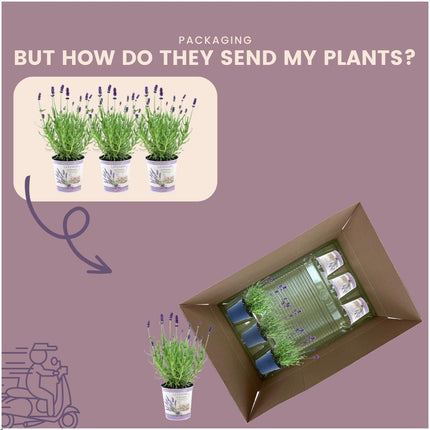 Lavandula Angustifolia Felice® w doniczce dekoracyjnej „Lawendowy nadruk” - Ø13cm - Rośliny Lawendy - 3x