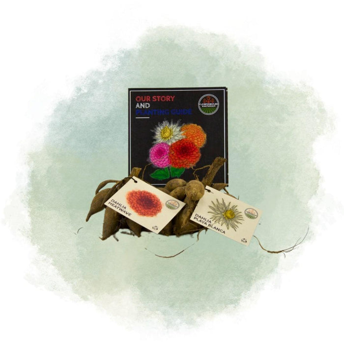 Dahlia Bollen | Mix Romantic beauties, Dahlia Playa Blanca & Dahlia Heatwave, 2 stuks