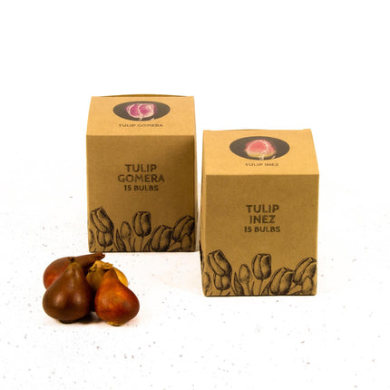 Bulbes de fleurs Amsterdam - Appie's Best - 30 bulbes de fleurs - Taille 12+