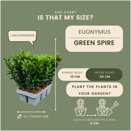 Euonymus 'Green Spire' - Buxus Vervanger - ↕15cm - Ø7cm - 48x