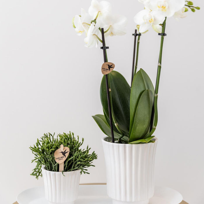 Kolibri Home | Retro witte bloempot - witte keramieken sierpot - Ø6cm