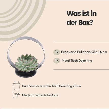 Plante succulente sans racines Echeveria Pulidonis sur support de table décoratif - ↕20cm - Ø20cm