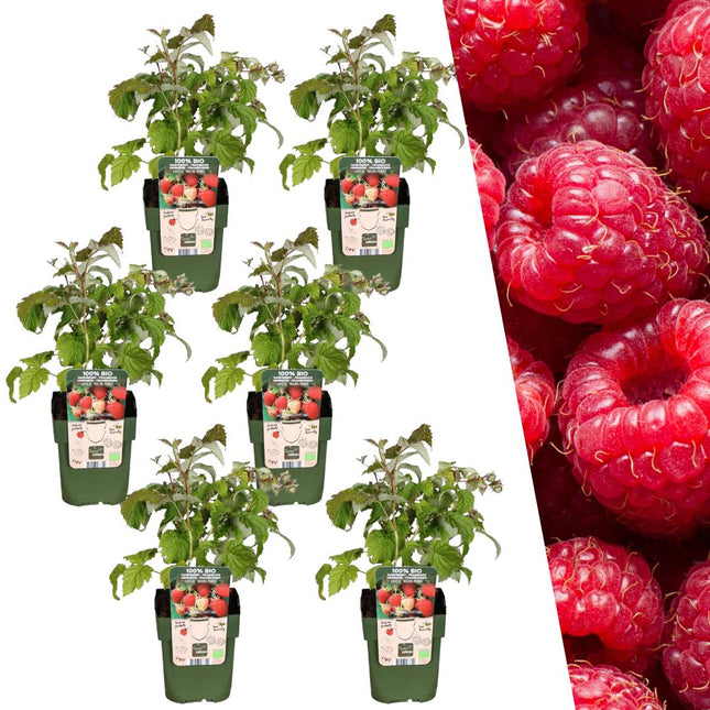 Bio-Himbeerpflanzen – ↕20 cm – Ø13 cm – 6 Stück