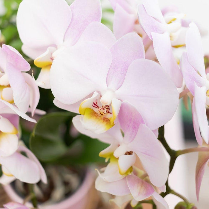 Roze Phalaenopsis orchidee – Andorra + Gold foot sierpot roze – Ø9cm – ↕35cm - Bloeiende kamerplant in bloempot