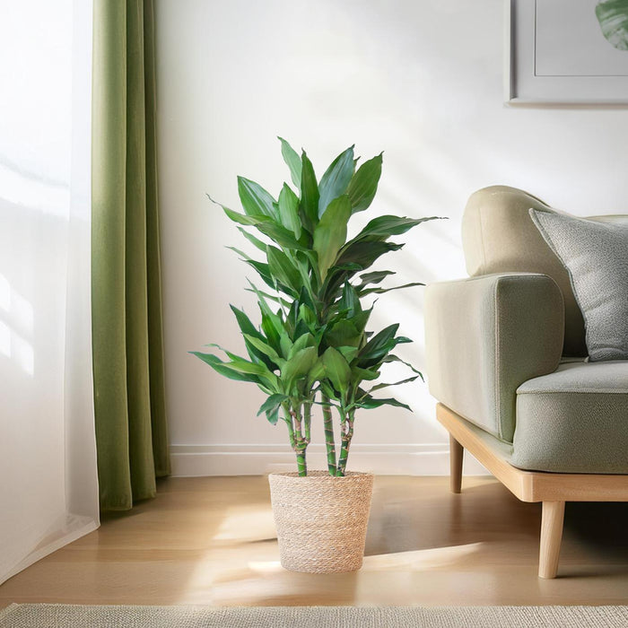 Dracaena Janet Lindt met Sofia mand naturel - ↕95cm - Ø21cm