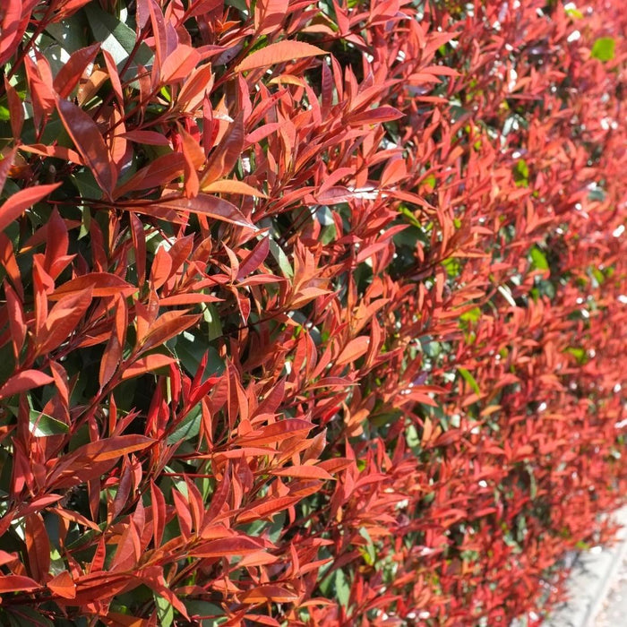 Grote Glansmispel planten voor 10 strekkende meter haag - 12L - 25x - ↕100-125 cm - Carré Rouge