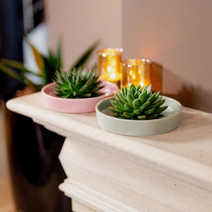 ROOTLESS Succulent Echeveria Lilacina in 'Pink' bowl - ↕5cm - Ø20cm