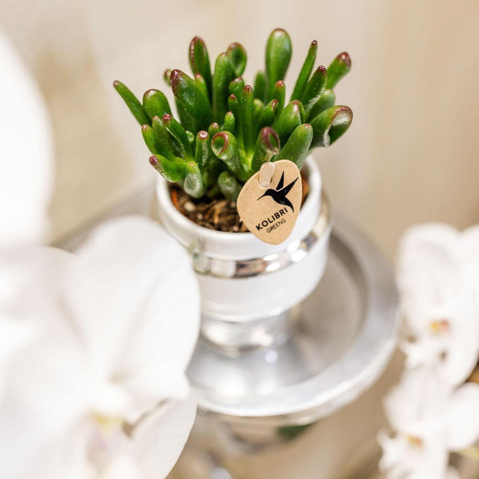 Rhipsalis set van 2 planten in zilveren Le Chic sierpotten - Vetplanten - keramiek - Ø9cm - Kolibri Greens