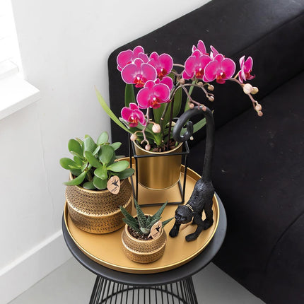 Purpurfarbene Phalaenopsis-Orchideen (Morelia) – 2 Stück – Ø 9 cm – Blühende Zimmerpflanze